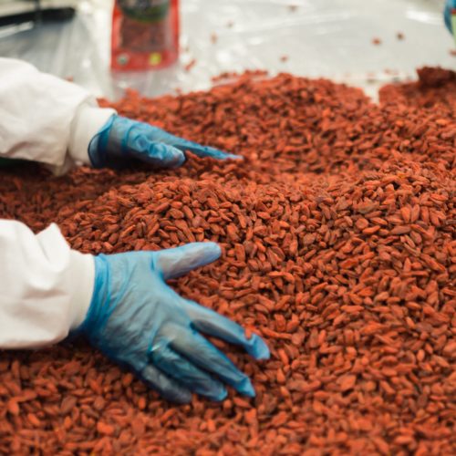 persona cogiendo grano